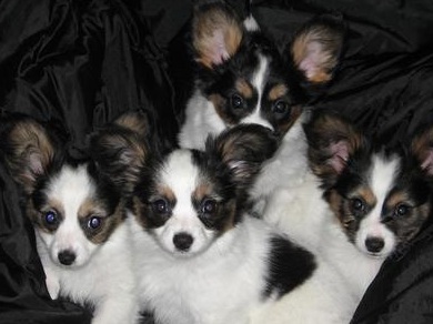 papillon puppies