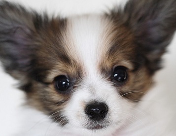 papillon puppy