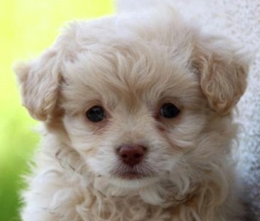 Cute Peekapoo Puppy