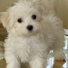 White Peekapoo Puppy