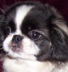 Cute Pekingese Puppy