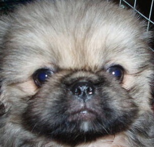 Pekingese Dog