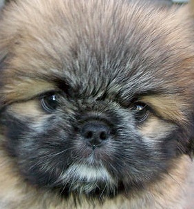 Pekingese Image