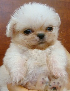 Pekingese Picture