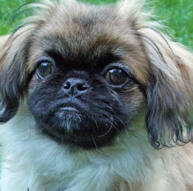 Pekingese Puppy Picture