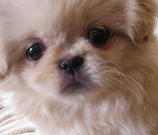 Pekingese Puppy