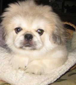 Pekingese