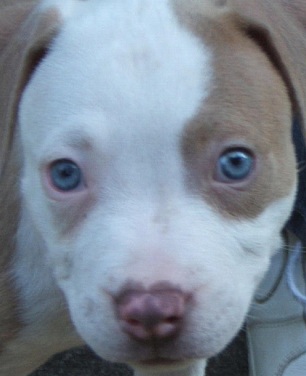 Cute Pitbull Puppy