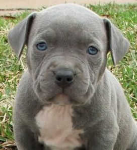 Grey Pitbull Puppy