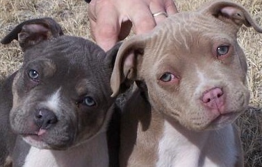 Pitbull Puppies Picture