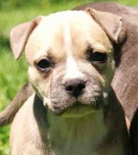 Pitbull Puppies