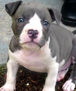 Pitbull Puppy Picture