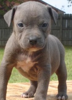 Pitbull Puppy