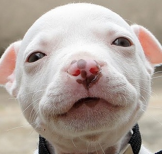 Small Pitbull Puppy