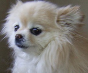 Pomeranian Chihuahua
