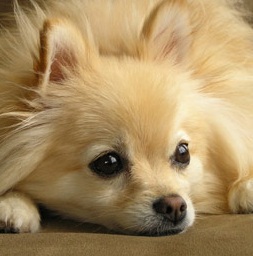 Cute Pomeranian Puppy