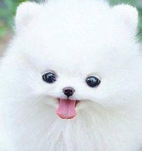 Fluffy Pomeranian Puppy