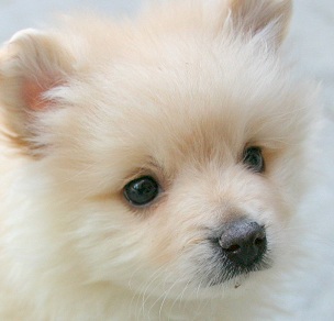 Pomeranian Dog