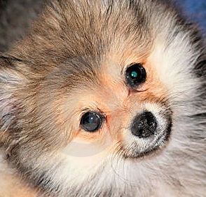 Pomeranian Picture