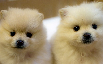 Pomeranian Puppies