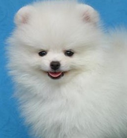 Pomeranian Puppy