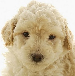 Poodle Dog