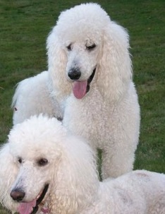 Poodle Picture