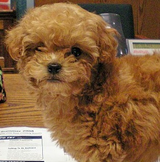 Poodle Puppy Picture