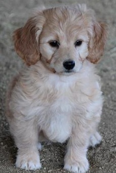 Poodle Puppy