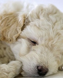 Toy Poodle Puppy