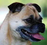 Pug Chihuahua Image