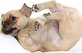 Pug Chihuahua Puppy