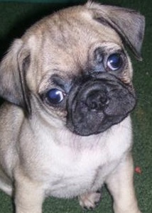 Pug Dog