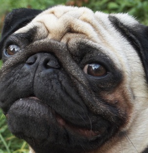 Pug Image