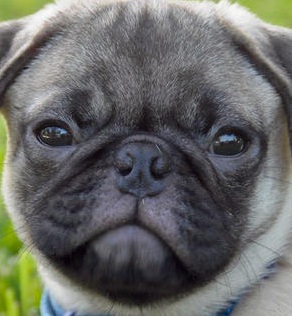 Pug Photo