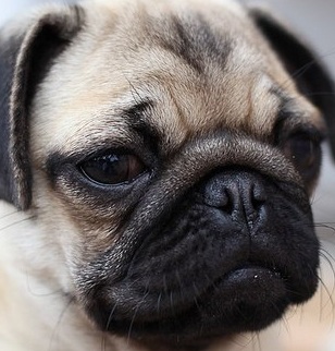 Pug Picture