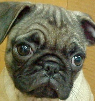 Pug Puppy