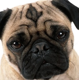 Pug