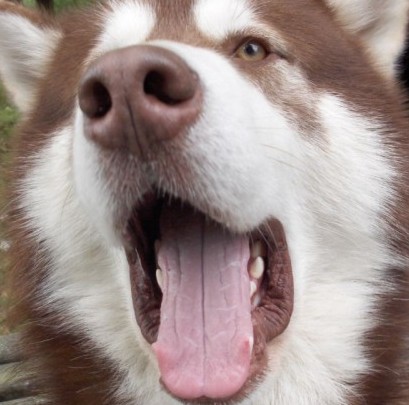 red alaskan dog