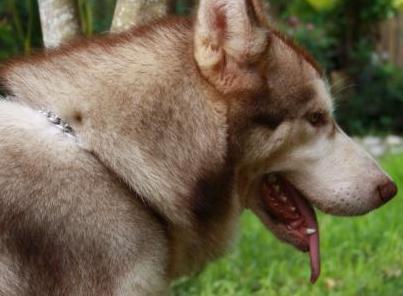 red alaskan malamute dog