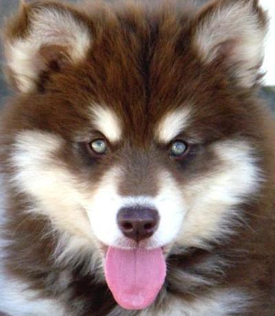 red alaskan malamute puppy