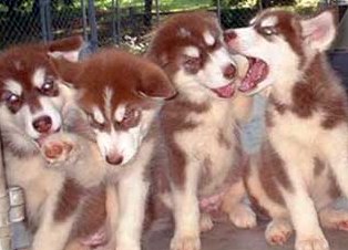 red alaskan malamutes