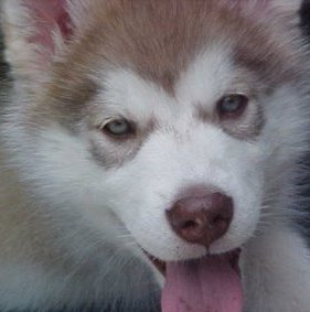 red malamute puppy