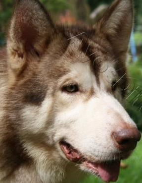 red alaskan malamute