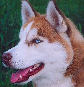 red alaskan husky