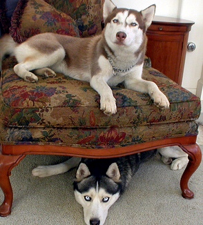 red huskies