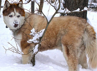 red husky dog