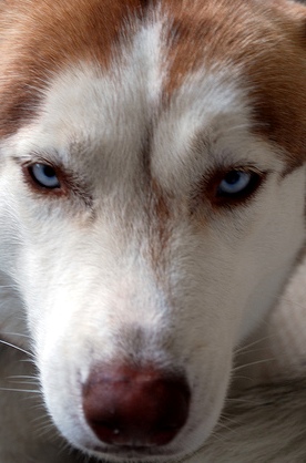 red husky