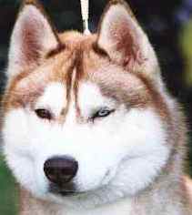 red siberian husky