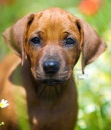 cute rhodesian ridgeback